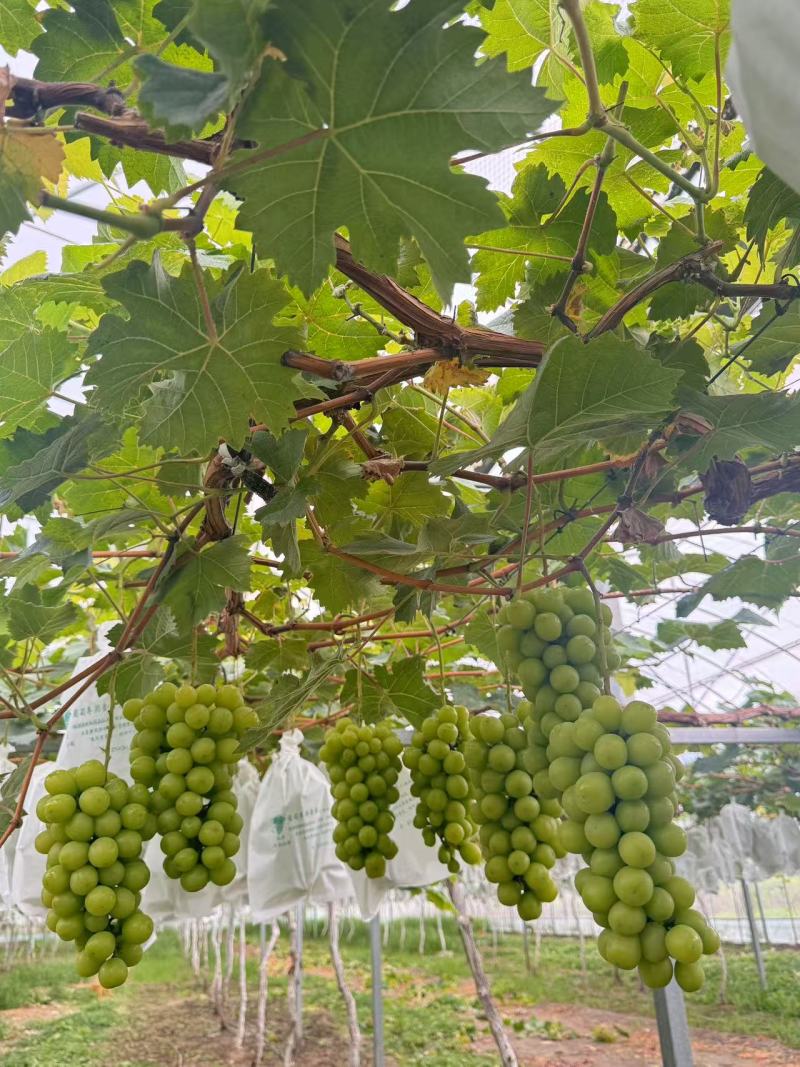 阳光玫瑰葡萄