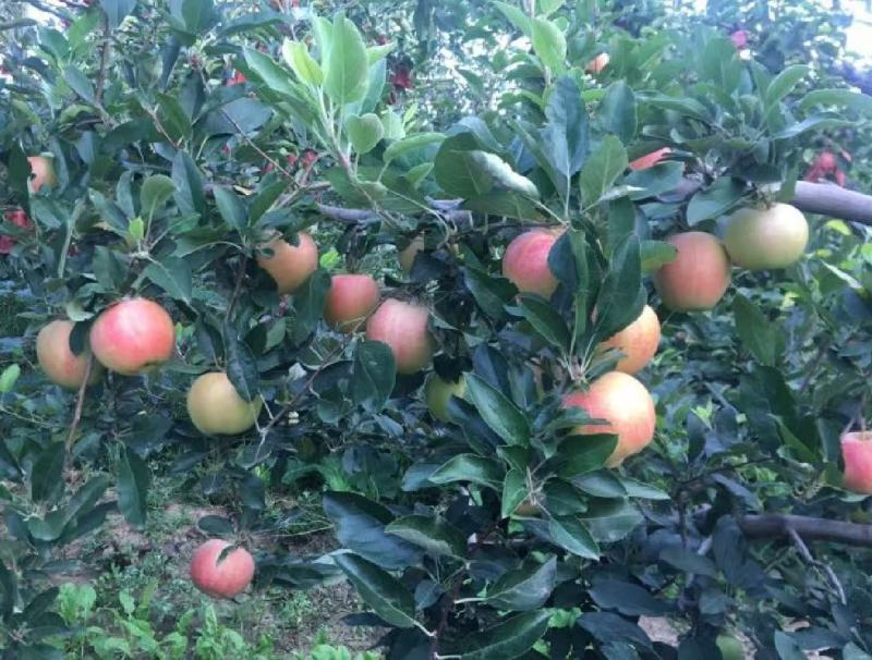 【山西苹果】山西运城苹果近期大量上市只售7-10月