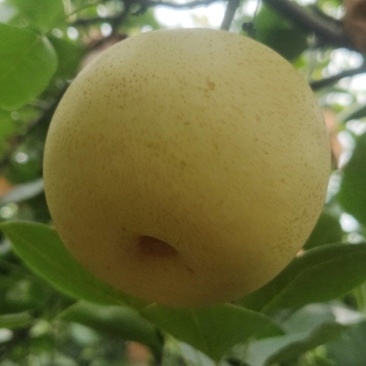 皇冠梨