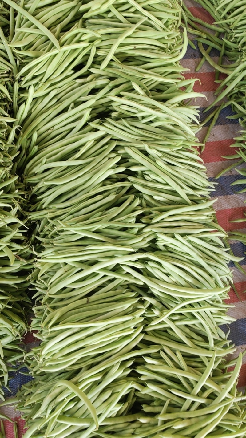 小金豆大量上市