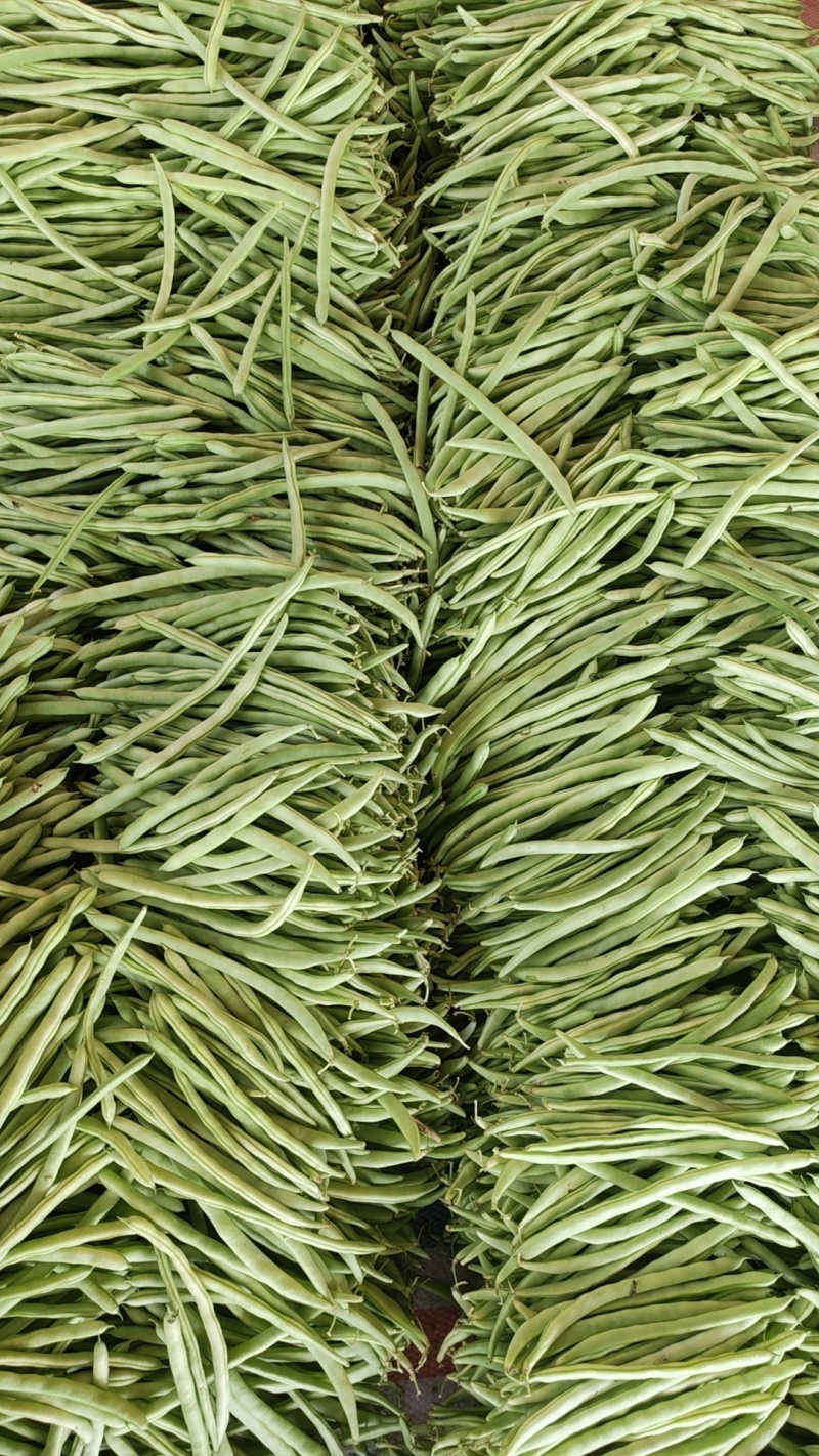 小金豆大量上市