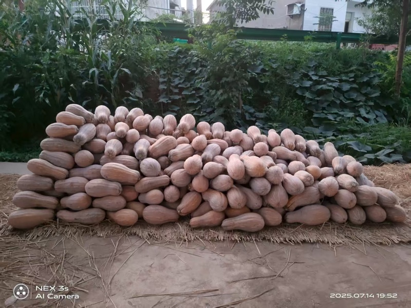 南瓜\密本南瓜\湖北宜昌金源二号南瓜基地大量上市