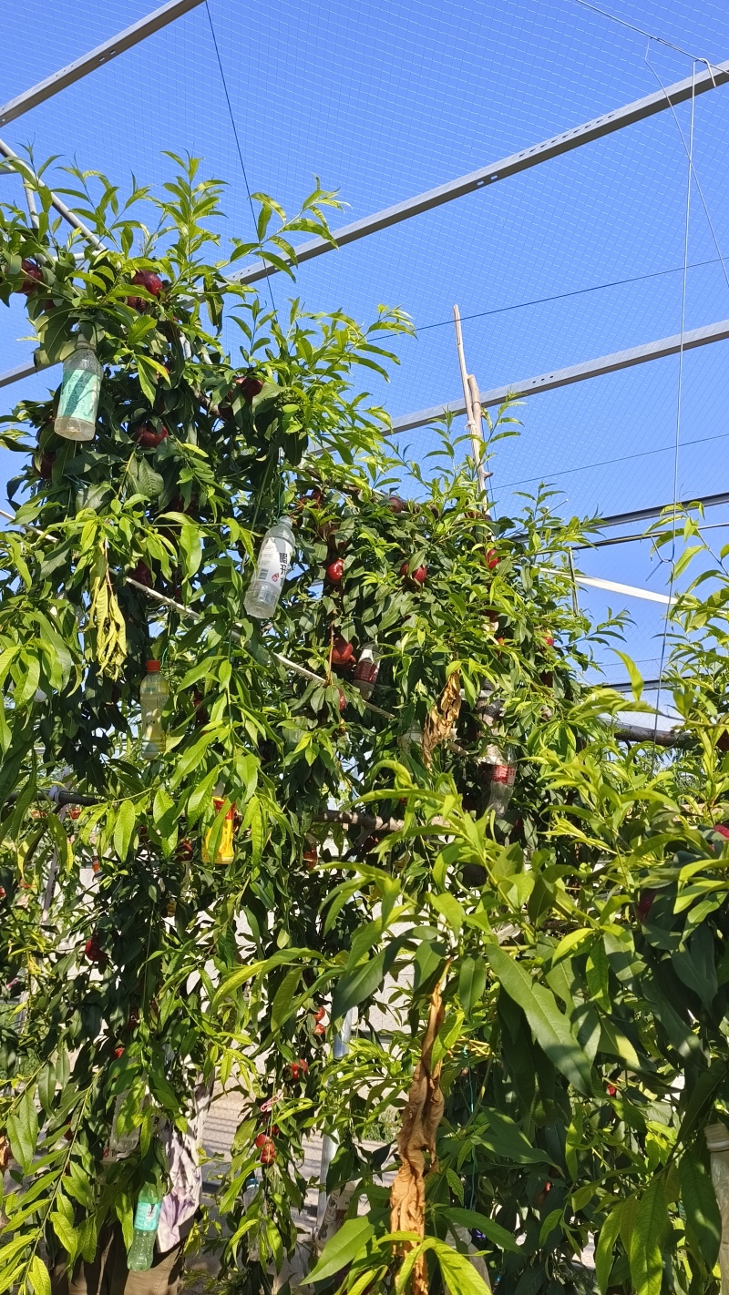 油蟠桃