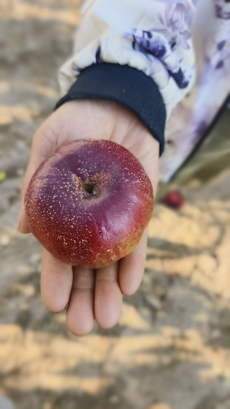 油蟠桃