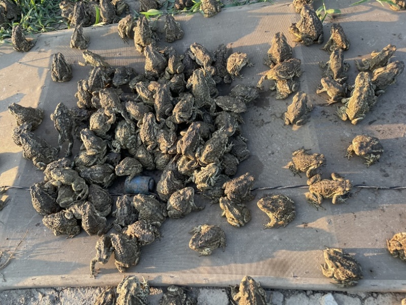 精品大量药用蟾蜍合作养殖投资9000一亩地产出3万