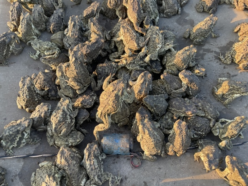 精品大量药用蟾蜍合作养殖投资9000一亩地产出3万