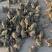 精品大量药用蟾蜍合作养殖投资9000一亩地产出3万
