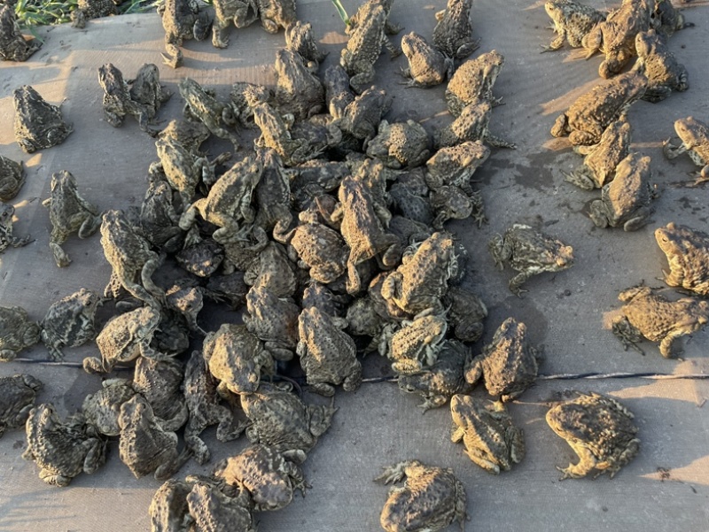 精品大量药用蟾蜍合作养殖投资9000一亩地产出3万