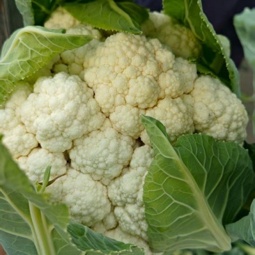精品松花菜货源充足产地供应量大从优质量保证欢迎咨询