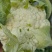 精品松花菜货源充足产地供应量大从优质量保证欢迎咨询