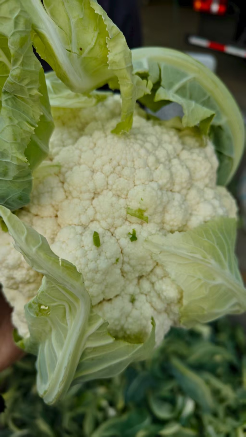 精品松花菜货源充足产地供应量大从优质量保证欢迎咨询