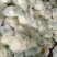 精品松花菜货源充足产地供应量大从优质量保证欢迎咨询