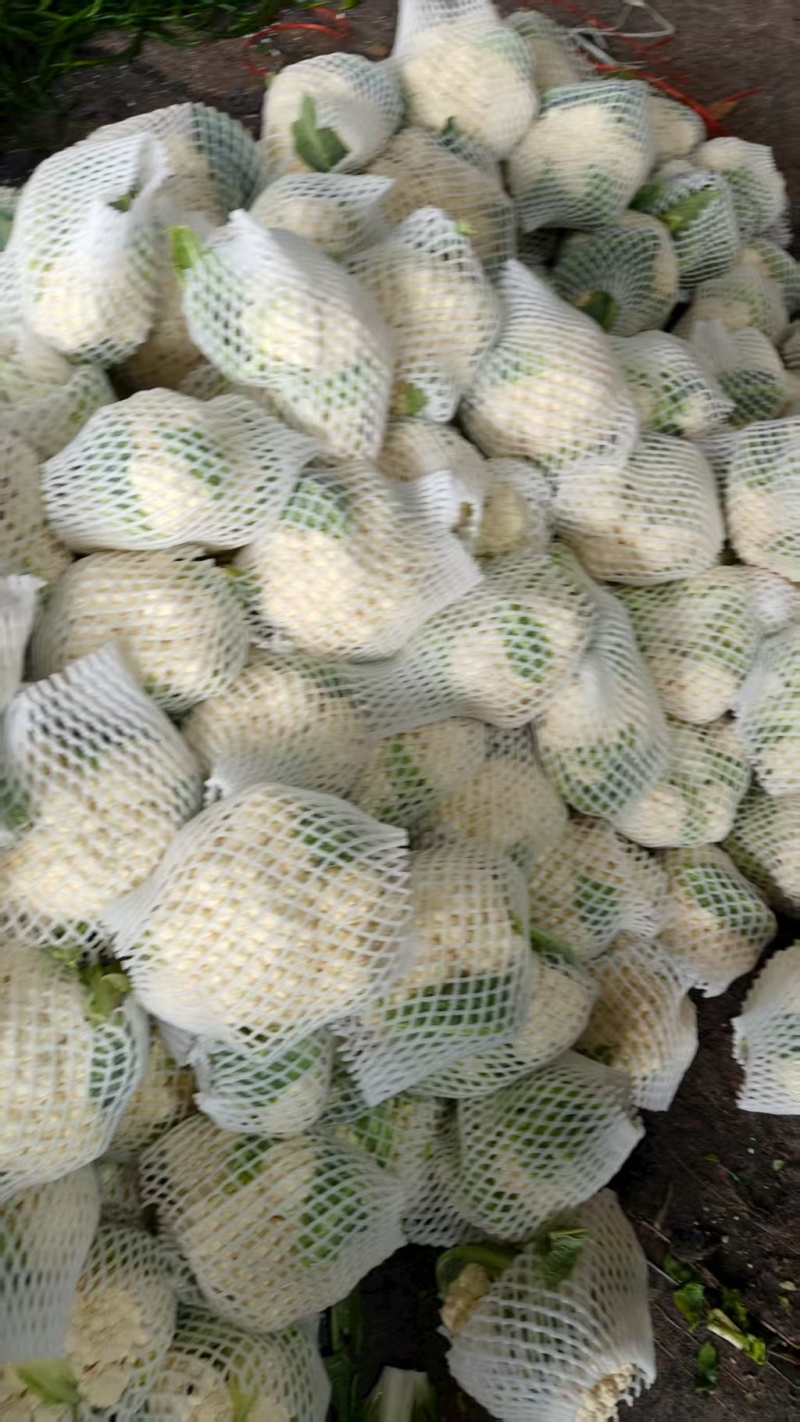 精品松花菜货源充足产地供应量大从优质量保证欢迎咨询