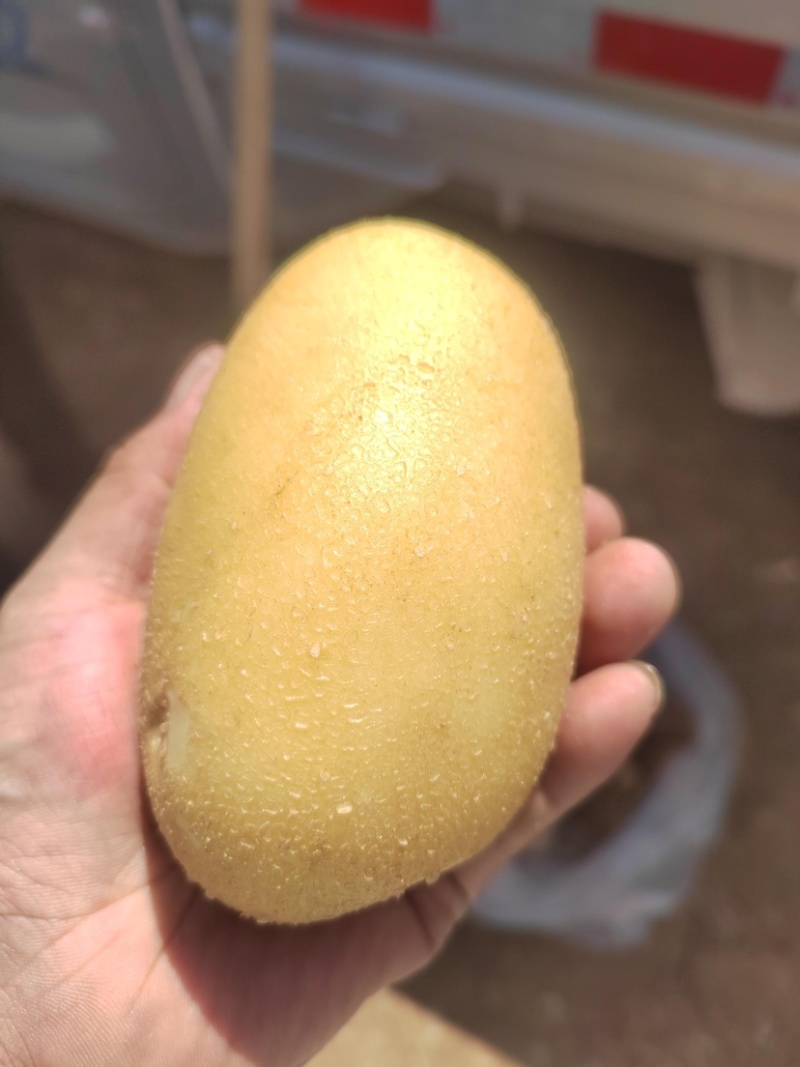 甘肃品质黄心土豆，自然香甜，淀粉丰富，欢迎选购