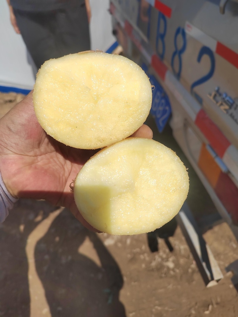 甘肃品质黄心土豆，自然香甜，淀粉丰富，欢迎选购