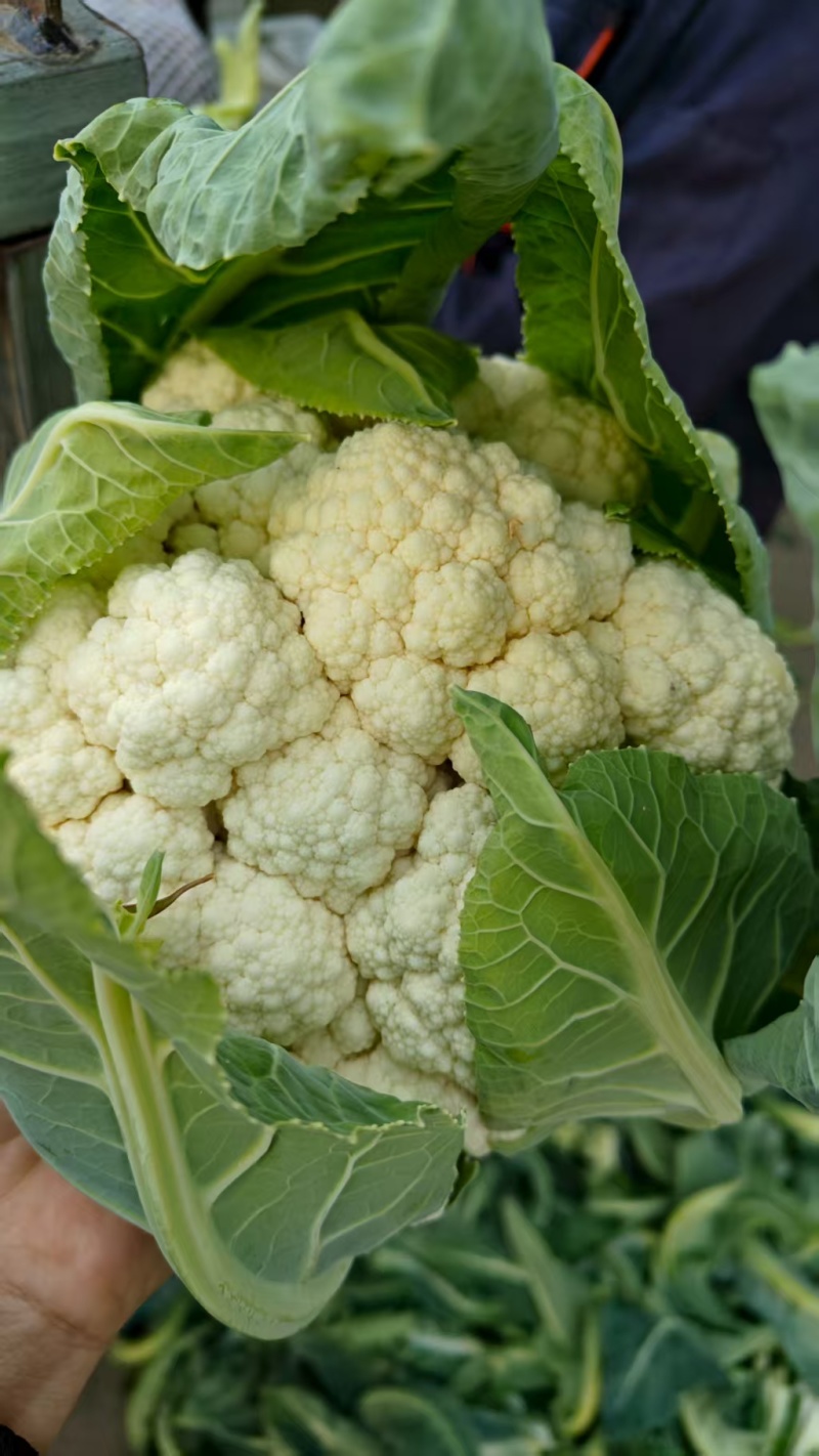 精品松花菜货源充足产地供应量大从优质量保证欢迎咨询
