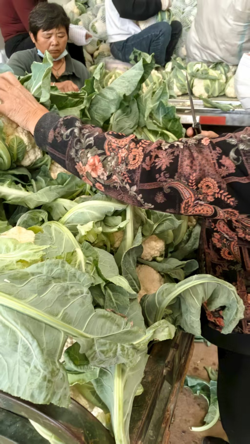 精品松花菜货源充足产地供应量大从优质量保证欢迎咨询
