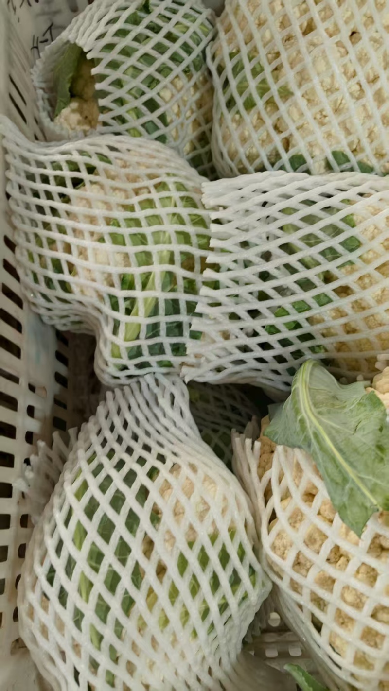 精品松花菜货源充足产地供应量大从优质量保证欢迎咨询