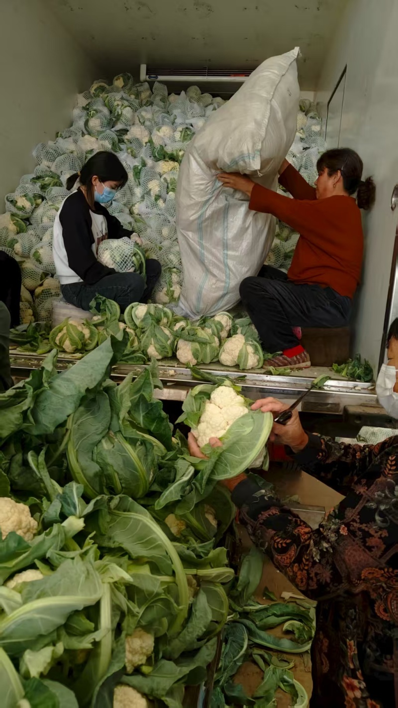 精品松花菜货源充足产地供应量大从优质量保证欢迎咨询