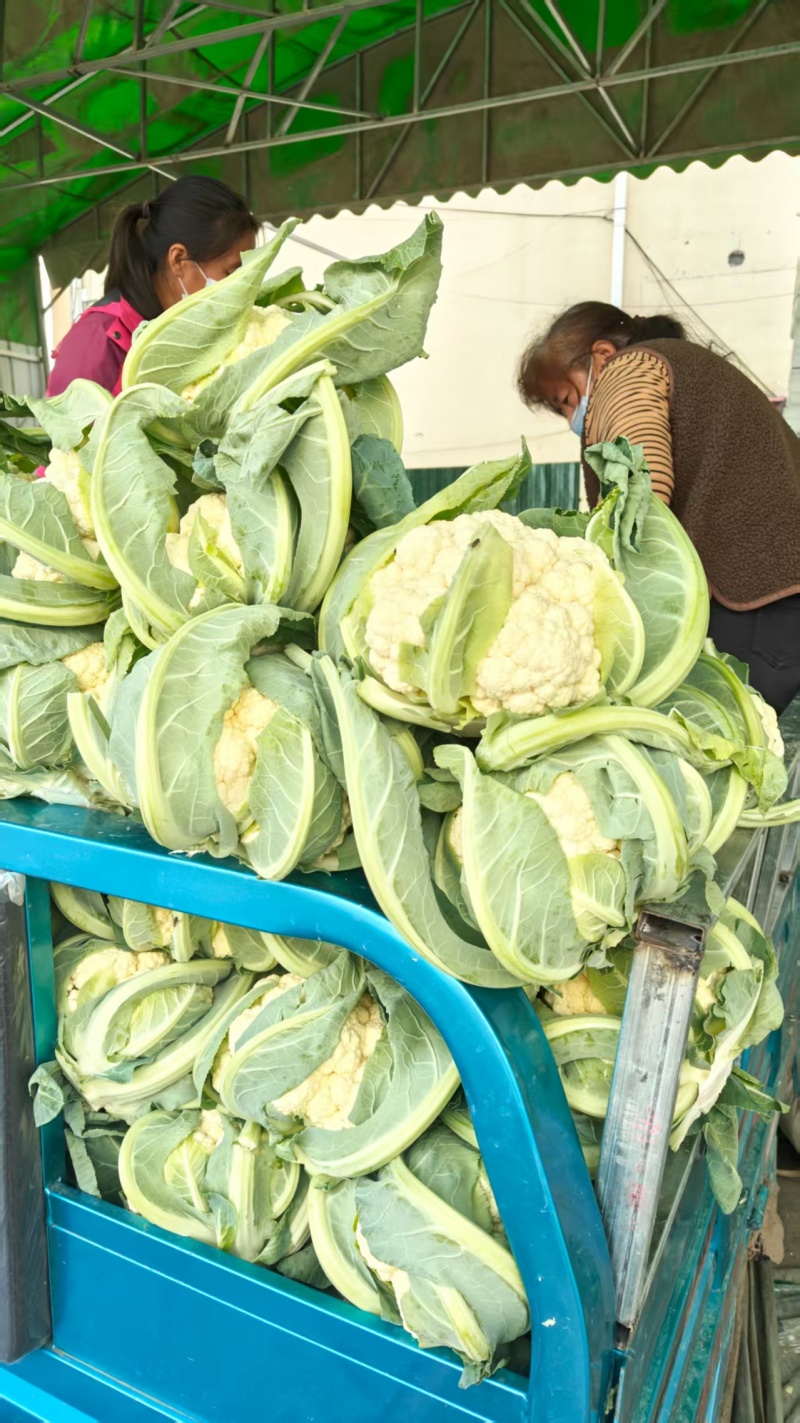 精品松花菜货源充足产地供应量大从优质量保证欢迎咨询
