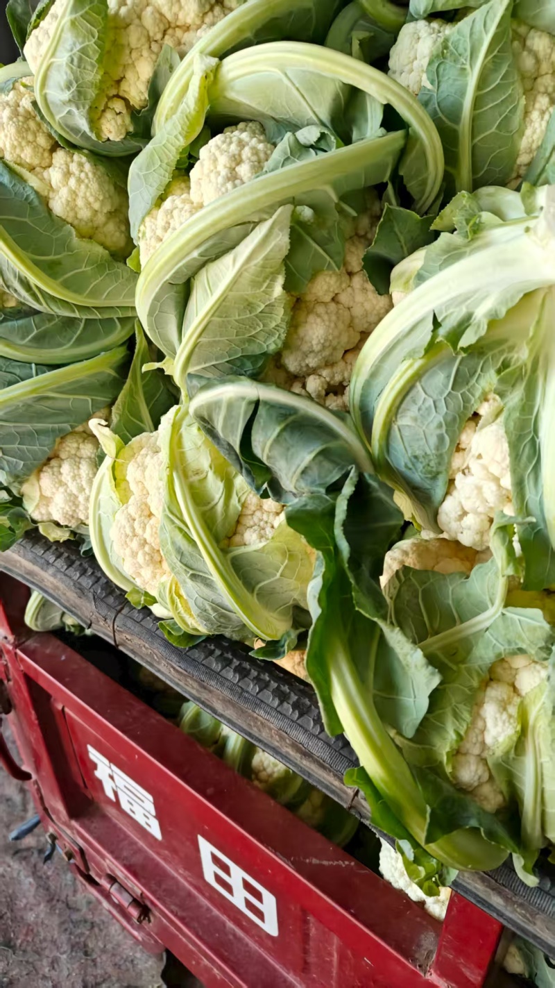 精品松花菜货源充足产地供应量大从优质量保证欢迎咨询