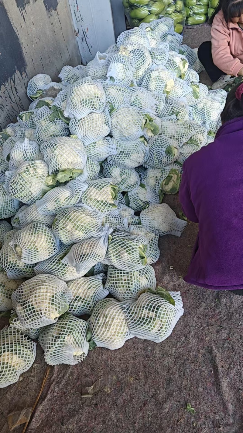 精品松花菜货源充足产地供应量大从优质量保证欢迎咨询