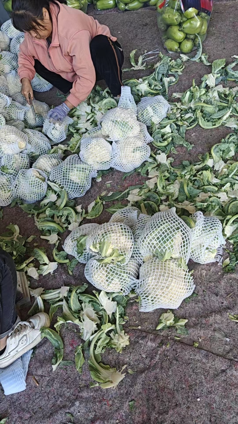 精品松花菜货源充足产地供应量大从优质量保证欢迎咨询