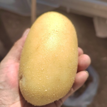 甘肃品质黄心土豆，自然香甜，淀粉丰富，欢迎选购