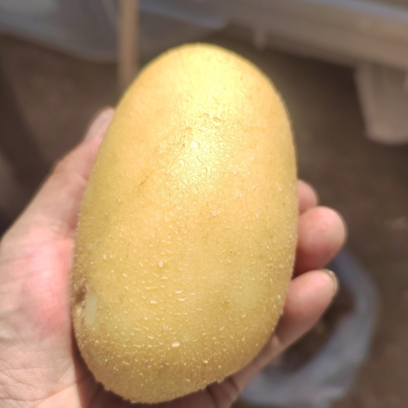 甘肃品质黄心土豆，自然香甜，淀粉丰富，欢迎选购