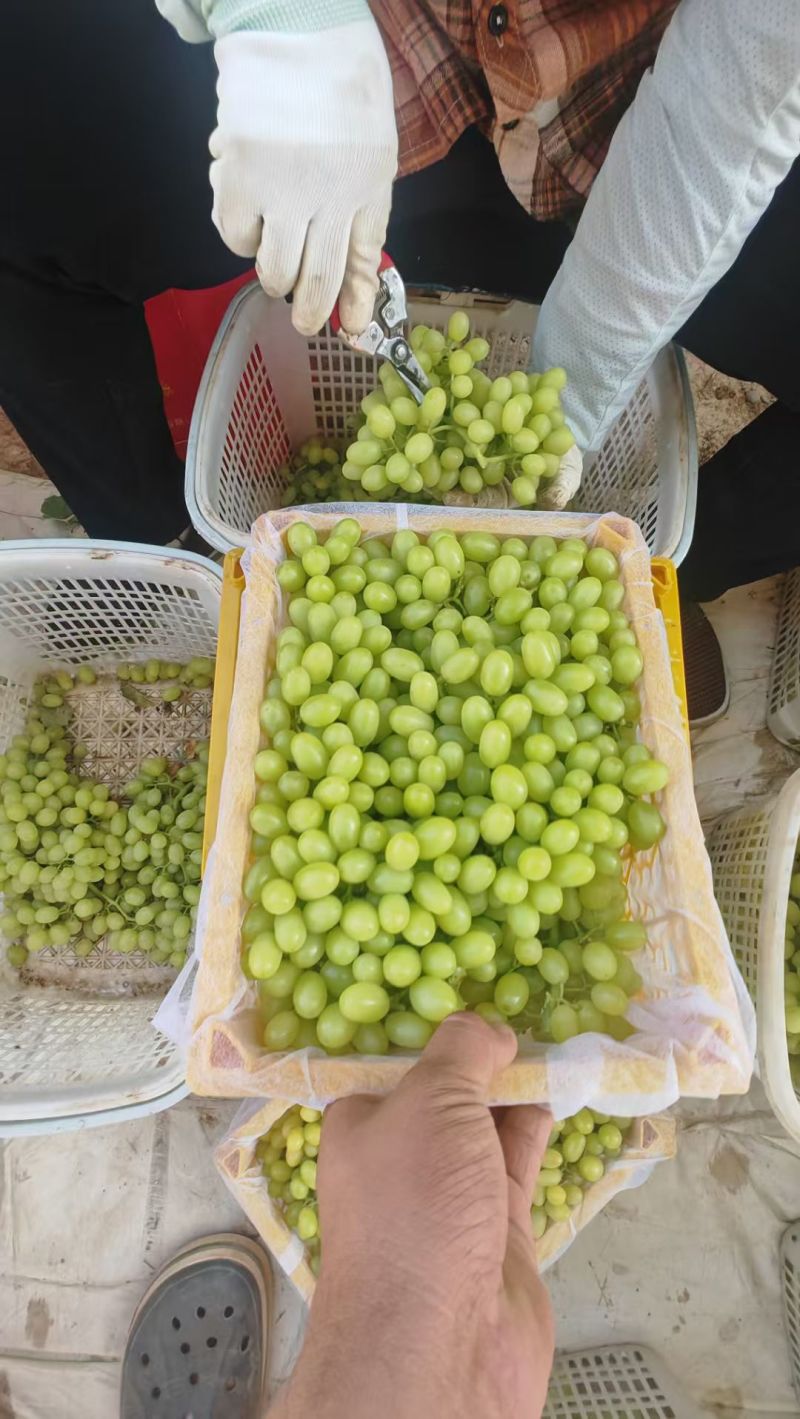 新疆吐鲁番火焰山无核白【超甜】大量有货