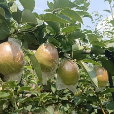滨州阳信各种梨