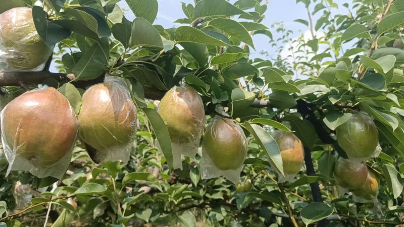 滨州阳信各种梨