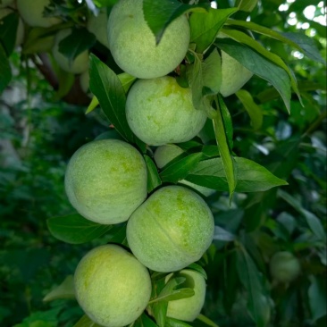 茂县汶川清脆李