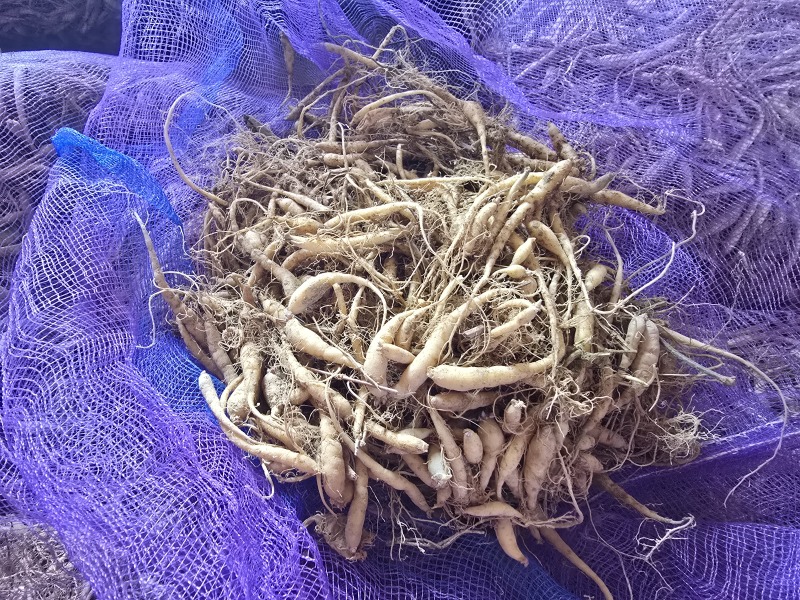贵州省凯里市麻江县大统太子参