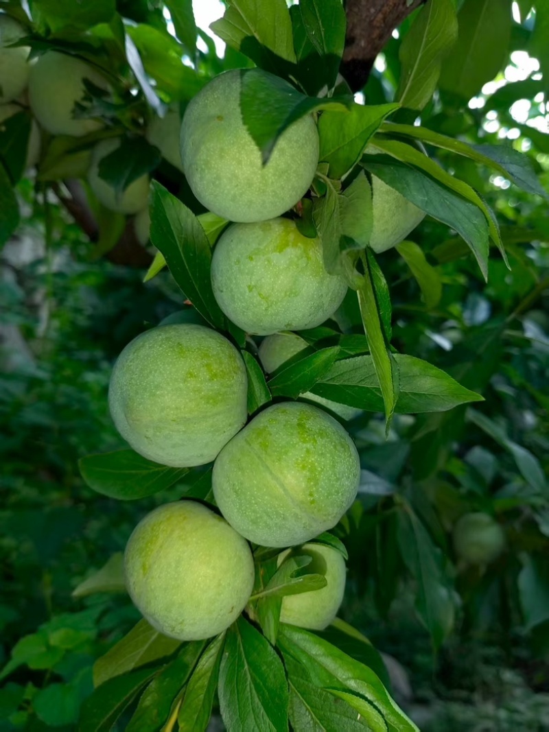 茂县汶川清脆李