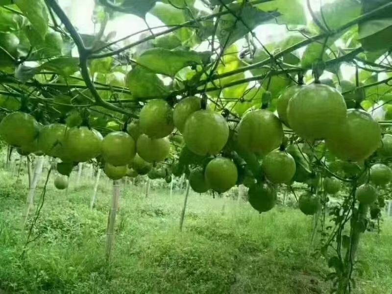 精品钦蜜9号百香果产地发货一手货源批发品质保证价格优惠