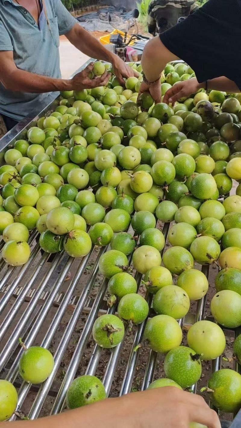精品钦蜜9号百香果产地发货一手货源批发品质保证价格优惠