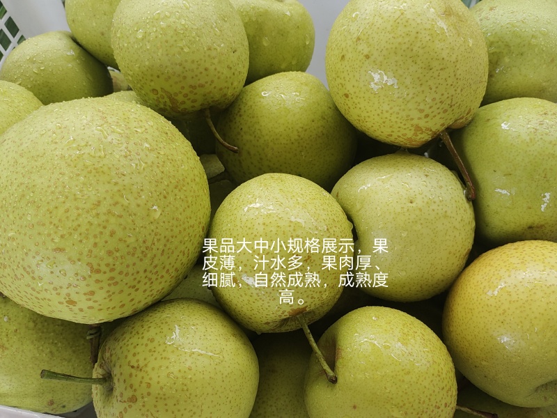 优质雪花梨上市