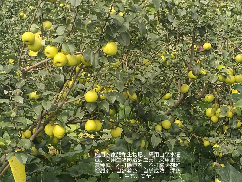 优质雪花梨上市