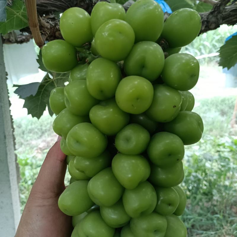阳光玫瑰大量上市