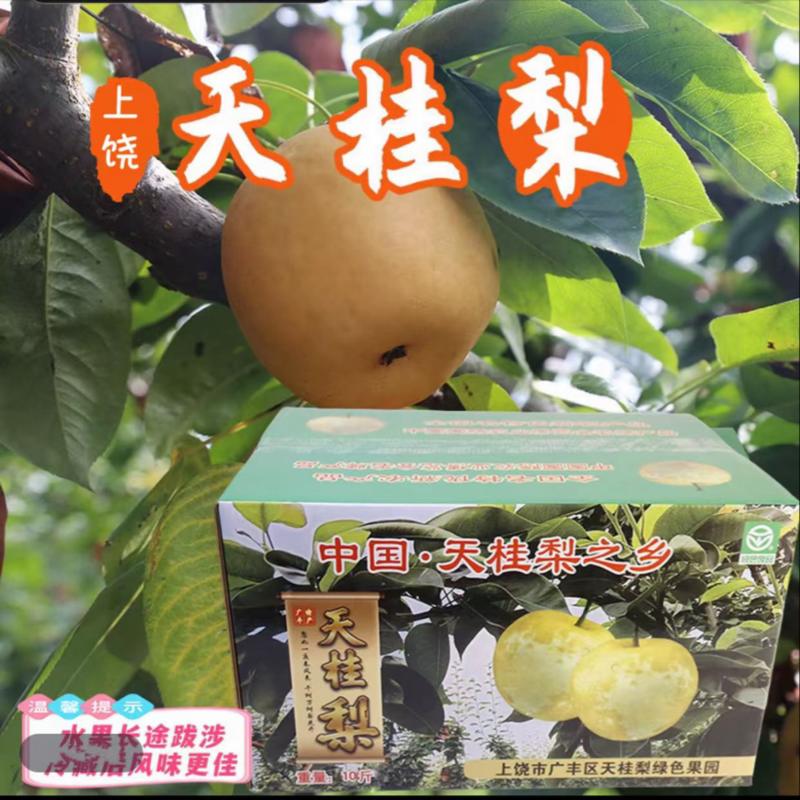 天桂梨