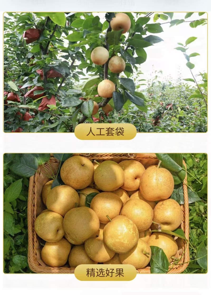 天桂梨