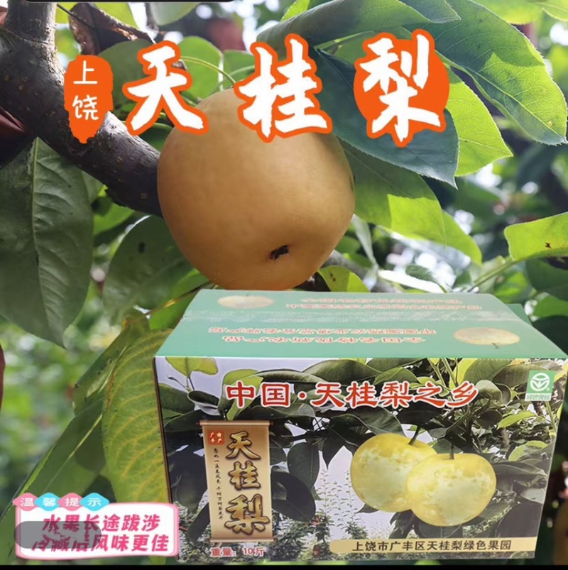 天桂梨