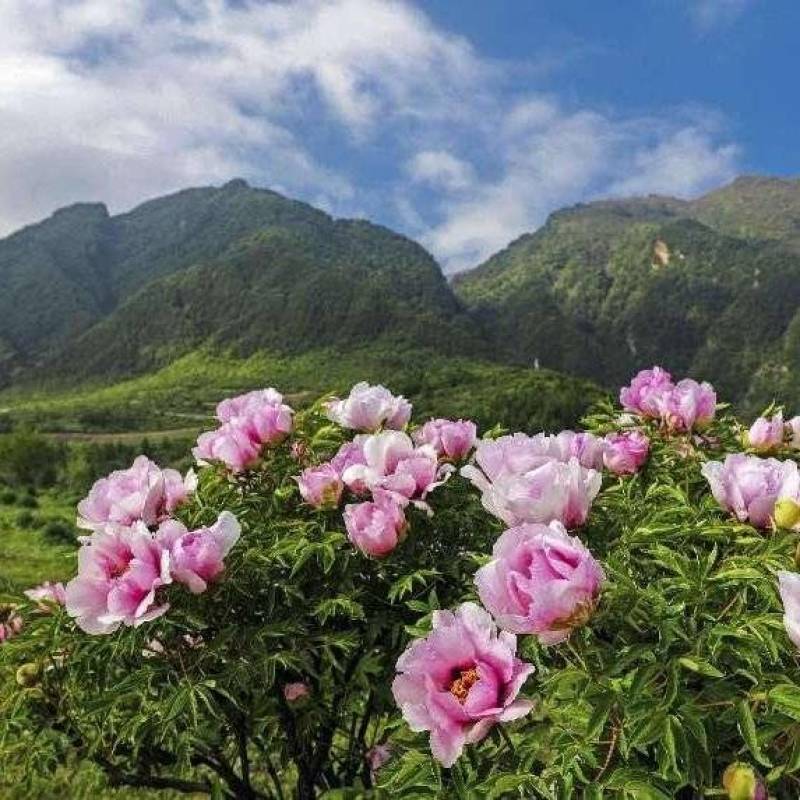 牡丹树苗5年以上