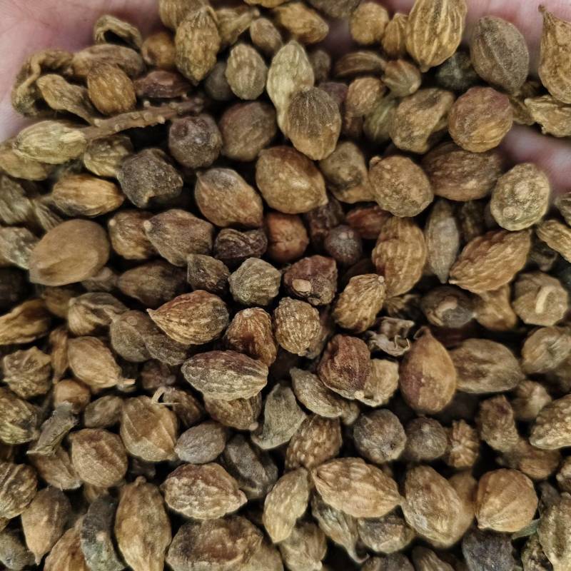 益智仁新货益智仁批发零售量大优惠