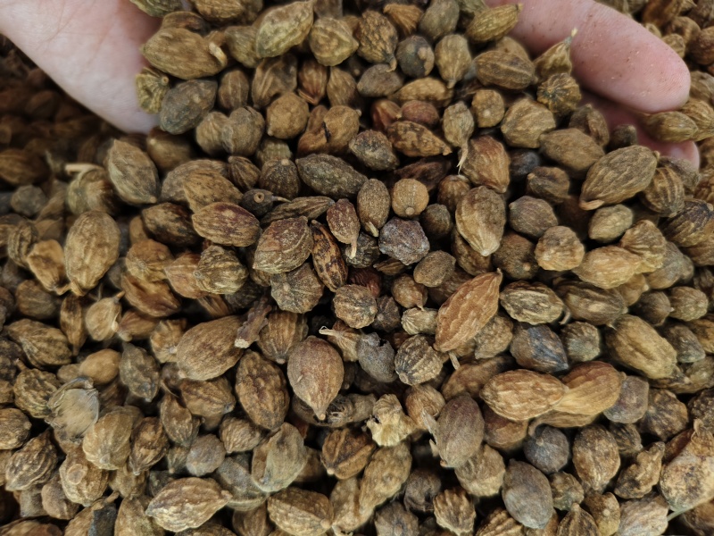 益智仁新货益智仁批发零售量大优惠