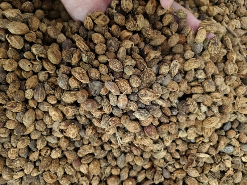 益智仁新货益智仁批发零售量大优惠
