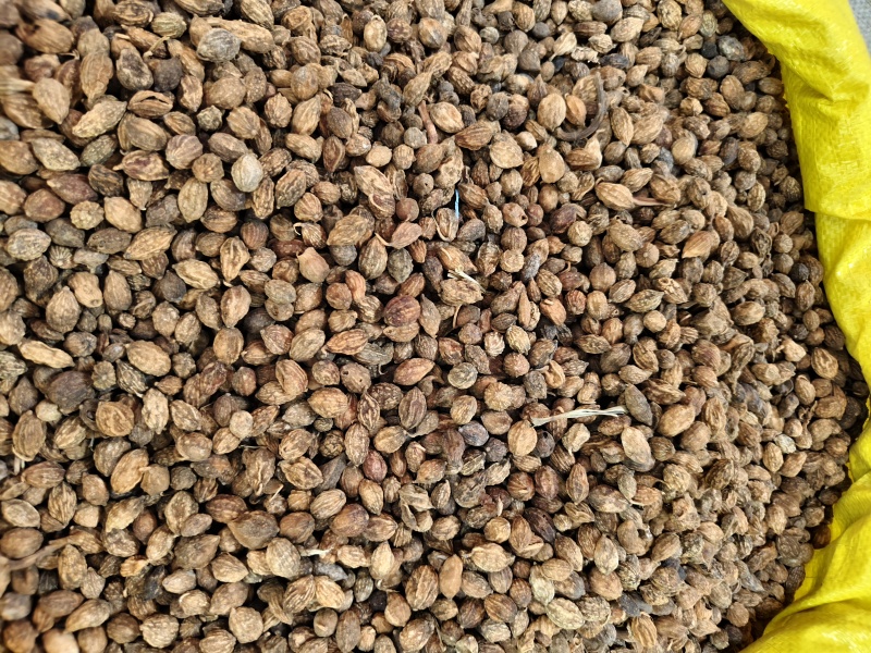 益智仁新货益智仁批发零售量大优惠