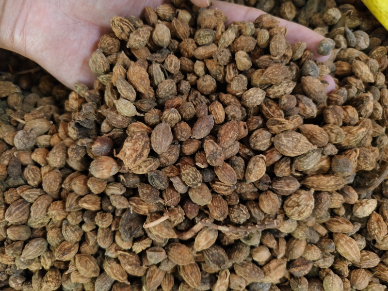 益智仁新货益智仁批发零售量大优惠
