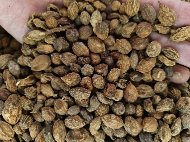 益智仁新货益智仁批发零售量大优惠